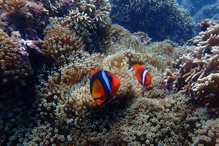 Kenting, Taiwan|Snorkeling Free underwater photography One-on-one with instructor|Taiwan Diving Snorkeling