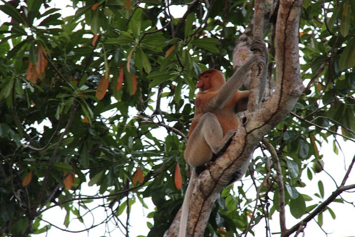 Cruzeiro pelo rio Borneo (Klias) e passeio pelos vaga-lumes