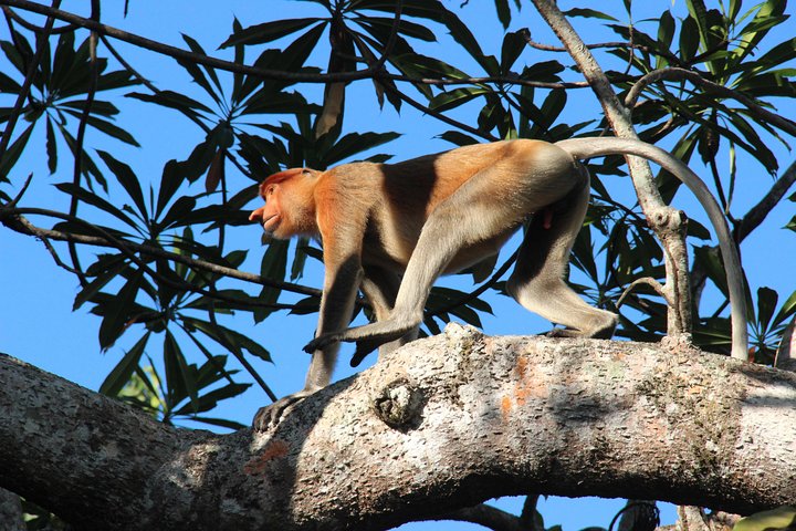 Cruzeiro pelo rio Borneo (Klias) e passeio pelos vaga-lumes