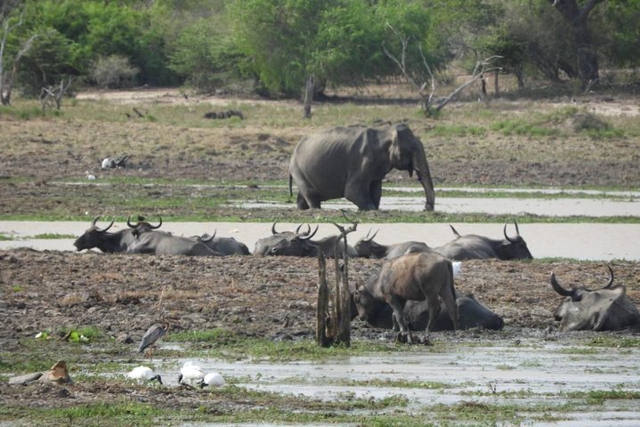 Wilpattu National Park 4 uur durende safari | met Natuuronderzoeker