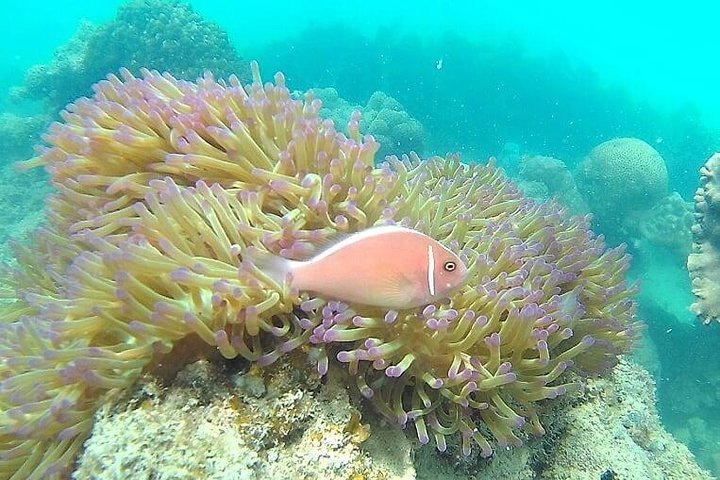 Pig Island & Koh Tan Tour per speedboot (snorkelen en kajakken)