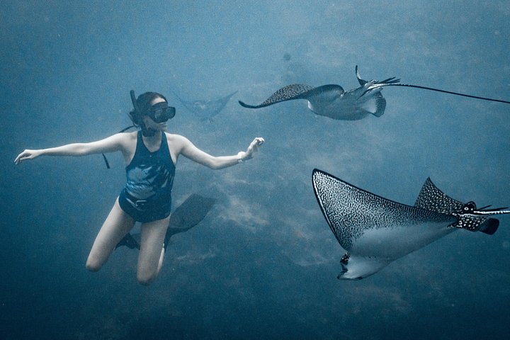 Cook Islands Turtle and Ray Tour