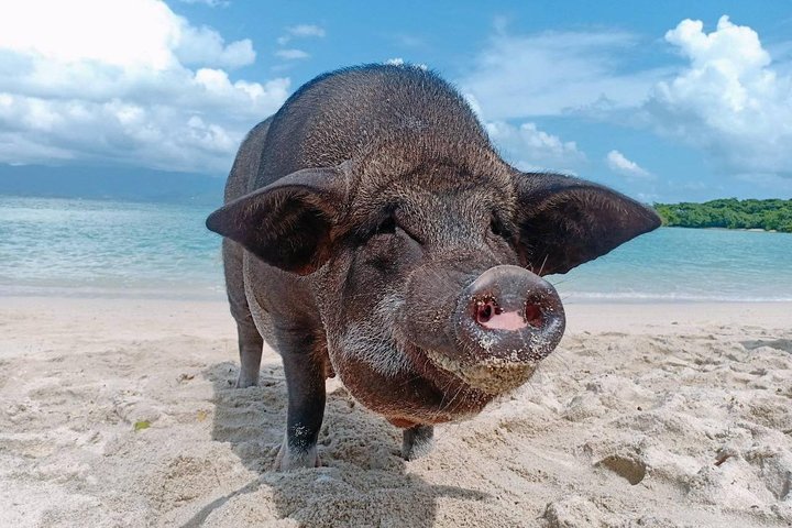 Pig Island & Koh Tan Tour per speedboot (snorkelen en kajakken)