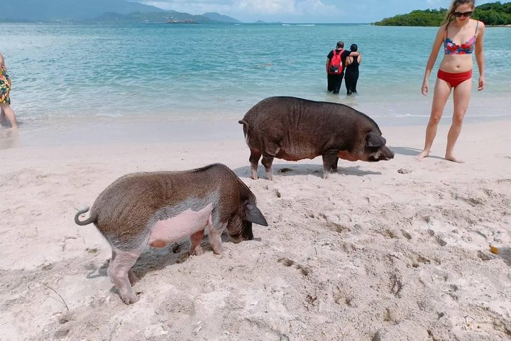 Pig Island & Koh Tan Tour per speedboot (snorkelen en kajakken)