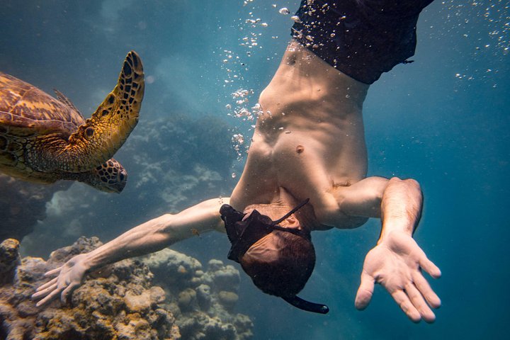 Cook Islands Turtle and Ray Tour