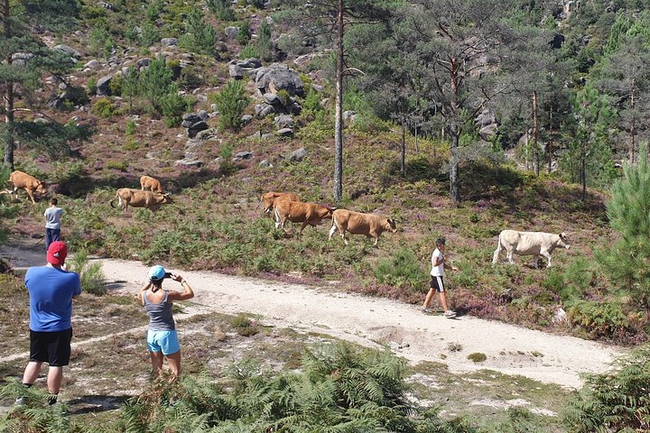 Gerês Natura, cascate, pranzo gustoso!Piccolo gruppo, offerta Bottiglia di vino
