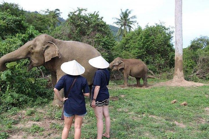 Koh Samui : Elephant Nature Care, il più grande santuario degli elefanti