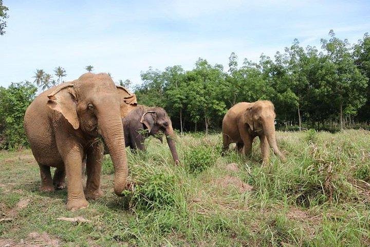 Koh Samui : Elephant Nature Care, il più grande santuario degli elefanti