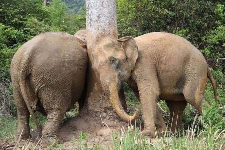 Koh Samui : Elephant Nature Care, il più grande santuario degli elefanti