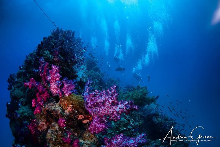Bucea en el naufragio de S.S. Yongala en la Gran Barrera de Coral.