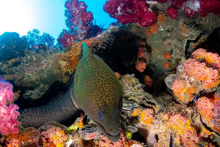 Bucea en el naufragio de S.S. Yongala en la Gran Barrera de Coral.