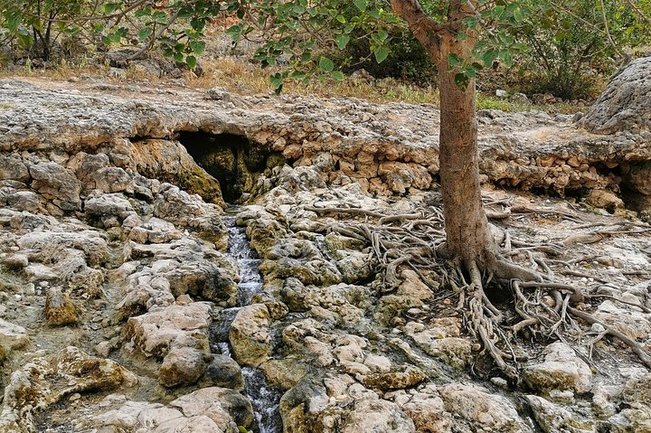 West Salalah, Al Mughsail Beach, White Beach, Frankincense Tree (tour van een halve dag)