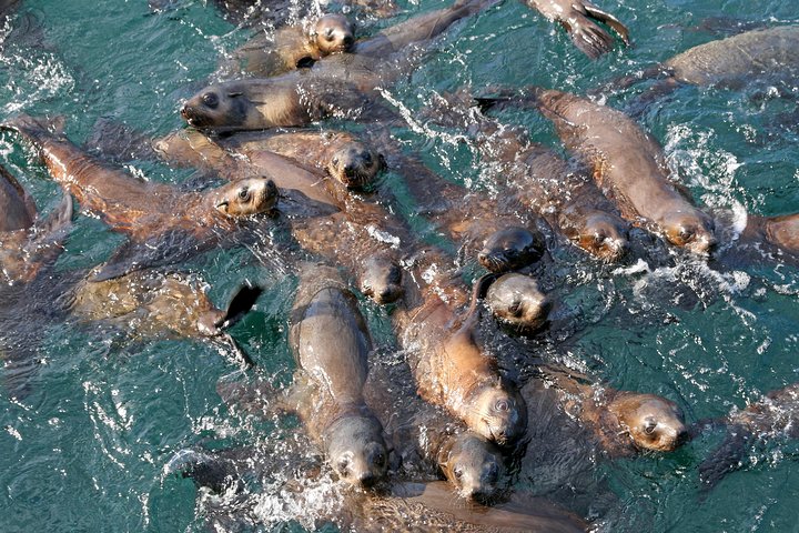 Phillip Island Seal-Watching Cruise