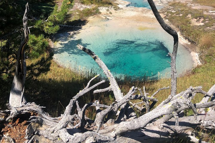 Visite privée de Yellowstone : sites emblématiques, faune, randonnées familiales + déjeuner