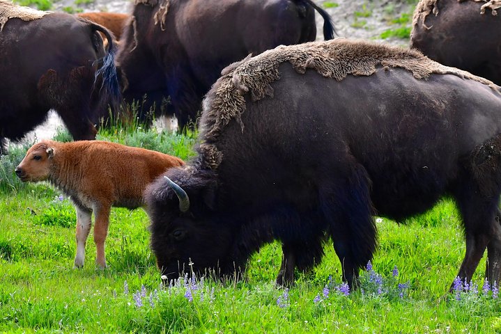 Visite privée de Yellowstone : sites emblématiques, faune, randonnées familiales + déjeuner