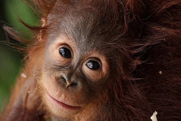 Hoteller i nærheden af Private Orangutan and Bornean Primates Kelotok Tour