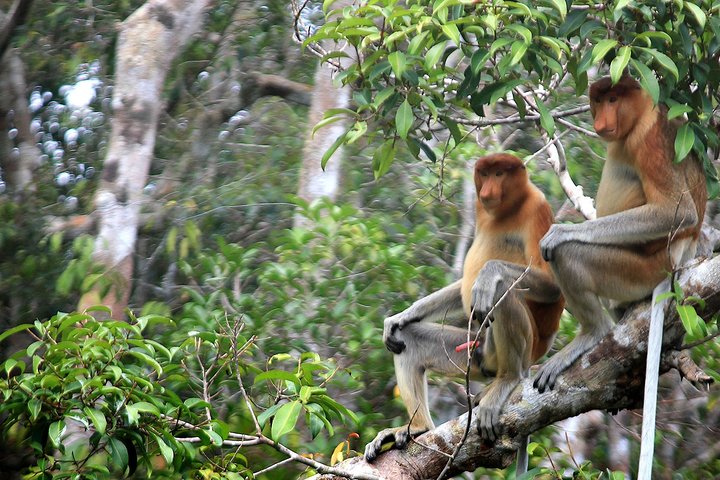 Hoteller i nærheden af Private Orangutan and Bornean Primates Kelotok Tour