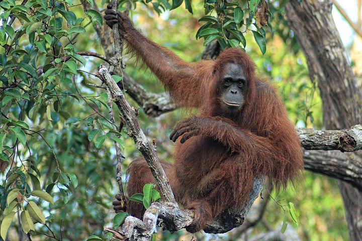 Hoteller i nærheden af Private Orangutan and Bornean Primates Kelotok Tour