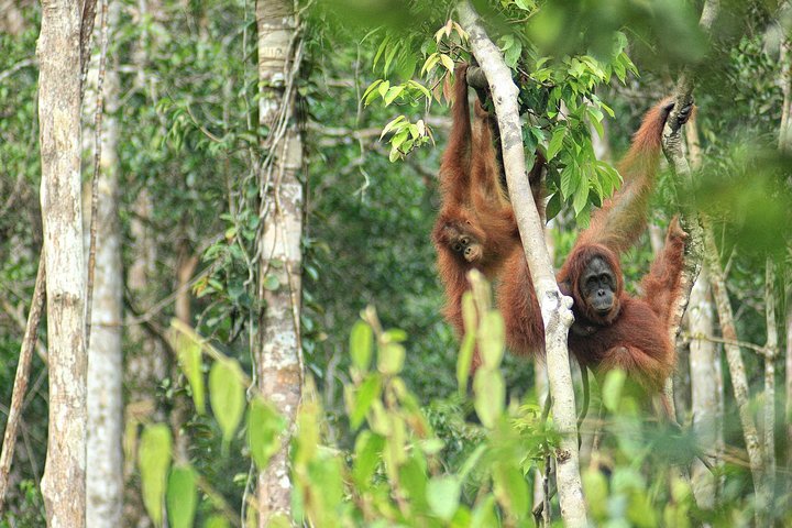 Hoteller i nærheden af Private Orangutan and Bornean Primates Kelotok Tour