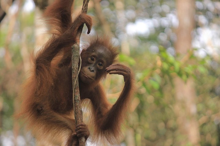 2Ns Orang-Utan Kelotok Tour in Tanjung Putting Kalimantan - Borneo