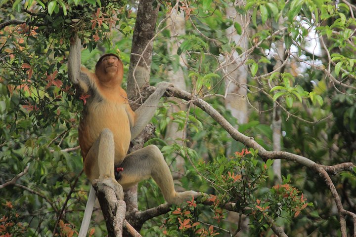 2Ns Orang-Utan Kelotok Tour in Tanjung Putting Kalimantan - Borneo