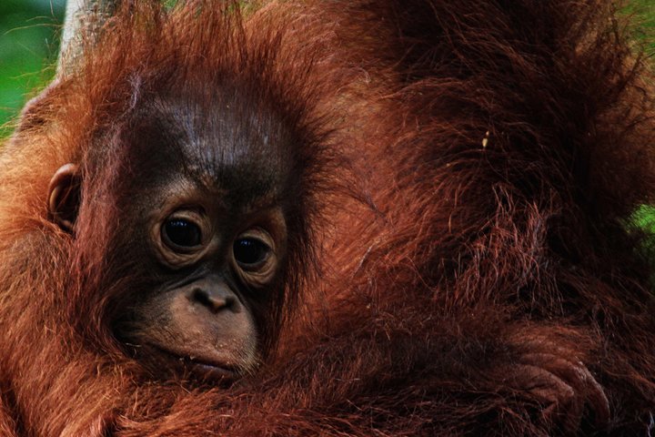2Ns Orang-Utan Kelotok Tour in Tanjung Putting Kalimantan - Borneo
