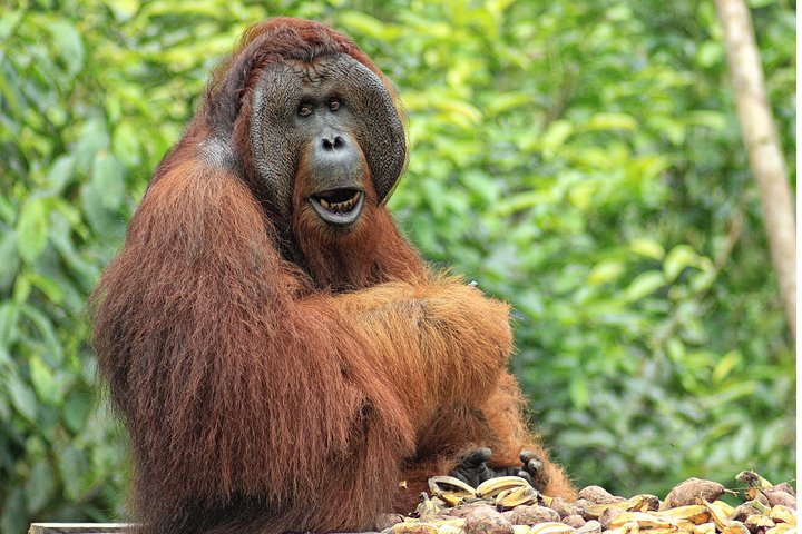 2Ns Orang-Utan Kelotok Tour in Tanjung Putting Kalimantan - Borneo