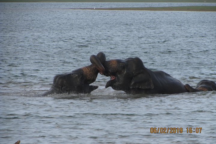 Udawalawe Safari og Baby Elephants besøk fra Hambantota havn
