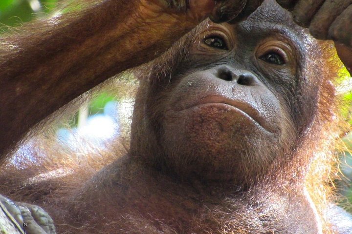 Gita di un giorno Sepilok Orang-utan e tour della città (volo escluso)
