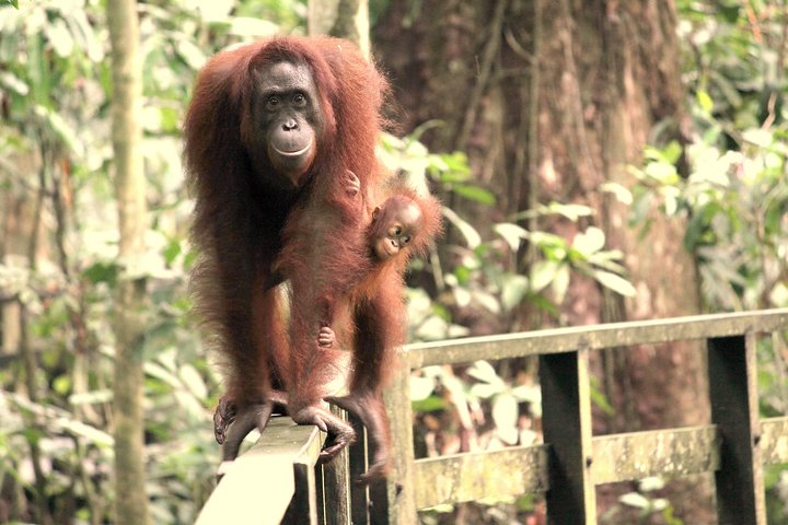 Gita di un giorno Sepilok Orang-utan e tour della città (volo escluso)