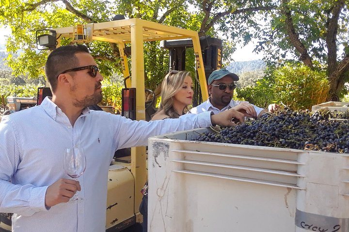 Tour guidato dell'healdsburg Wine Country Bike e degustazione di vini con pranzo
