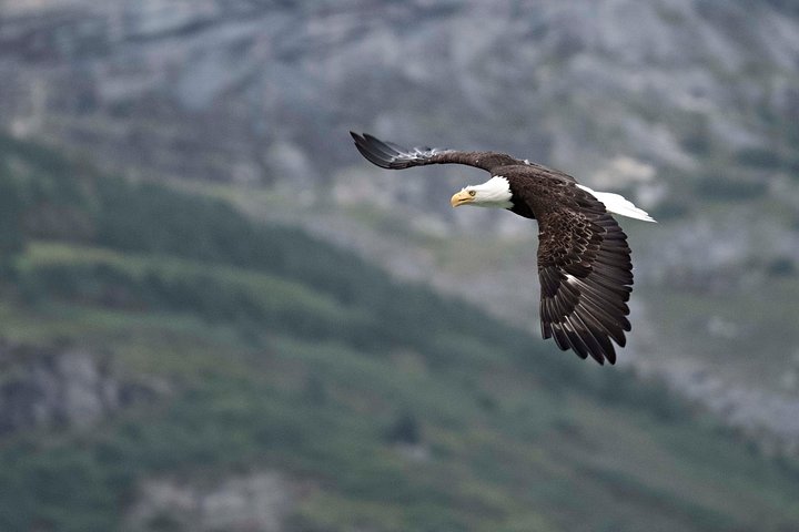 Tour fotografico esclusivo Partenza Haines