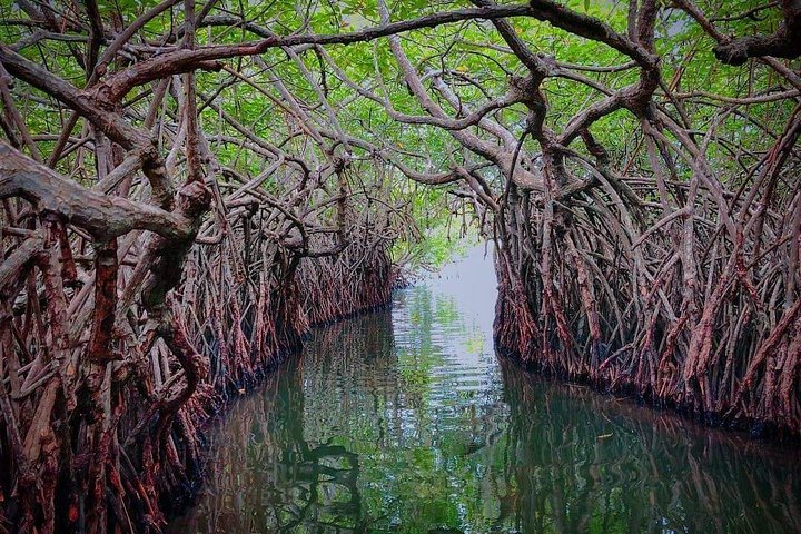 Madu River Boat Safari Balapitiya