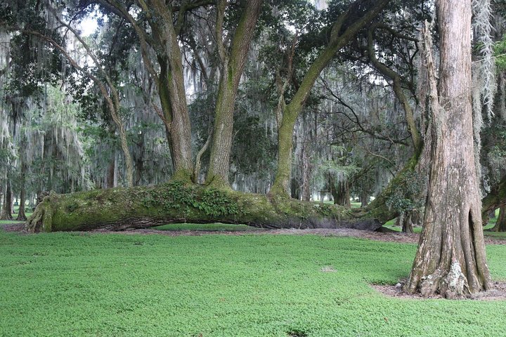 Paseo en hidrodeslizador de una hora cerca de Orlando