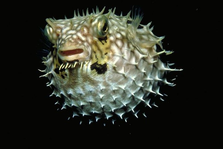 Salta la coda alla biglietteria : biglietto d'ingresso generale dell'Acquario del Pacifico