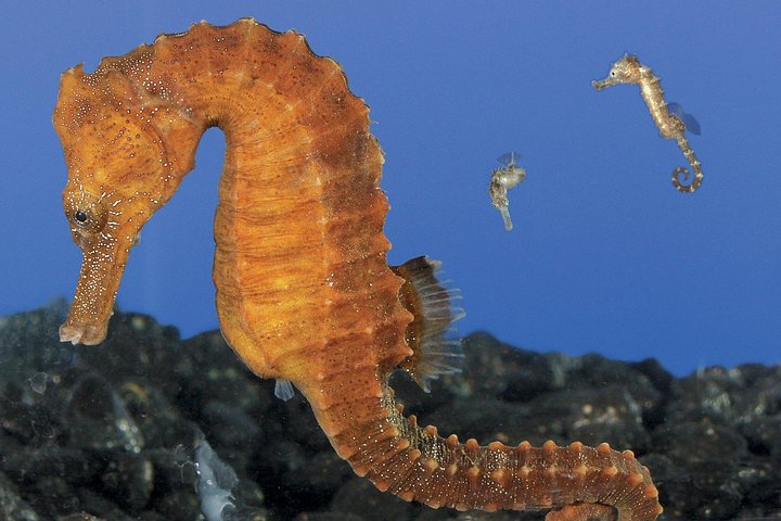 Salta la coda alla biglietteria : biglietto d'ingresso generale dell'Acquario del Pacifico