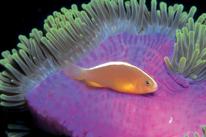Salta la coda alla biglietteria : biglietto d'ingresso generale dell'Acquario del Pacifico