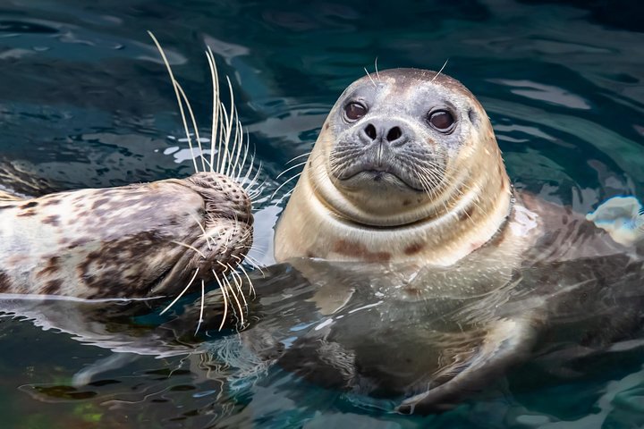 Salta la coda alla biglietteria : biglietto d'ingresso generale dell'Acquario del Pacifico