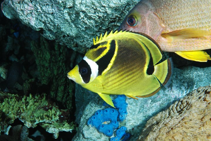 Salta la coda alla biglietteria : biglietto d'ingresso generale dell'Acquario del Pacifico