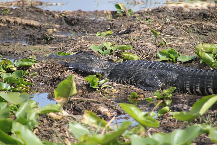 Paseo en hidrodeslizador de una hora cerca de Orlando