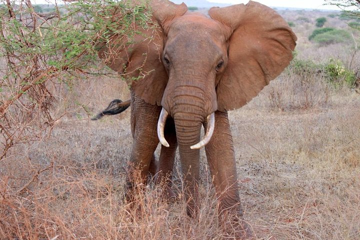 Excursion d'une journée - Parc national de Tsavo Est (Man Eater Lions of Tsavo & Other Big Five)