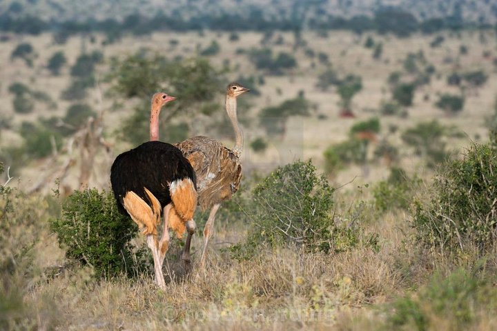 Excursion d'une journée - Parc national de Tsavo Est (Man Eater Lions of Tsavo & Other Big Five)