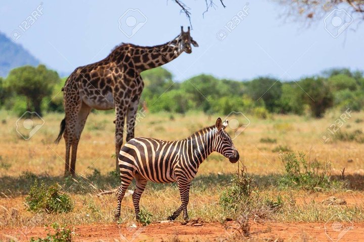 Excursion d'une journée - Parc national de Tsavo Est (Man Eater Lions of Tsavo & Other Big Five)