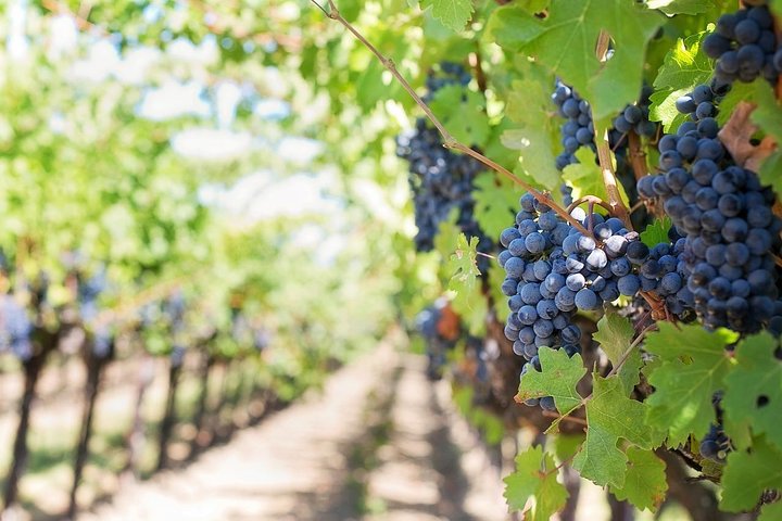 Viagem de um dia: Degustação de vinhos em Ribera del Duero saindo de Madri (de trem de alta velocidade)