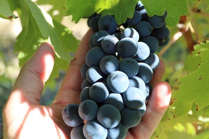 Viagem de um dia: Degustação de vinhos em Ribera del Duero saindo de Madri (de trem de alta velocidade)