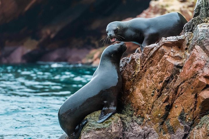 Heldag till Paracas Ica och Huacachina från Lima All Inclusive