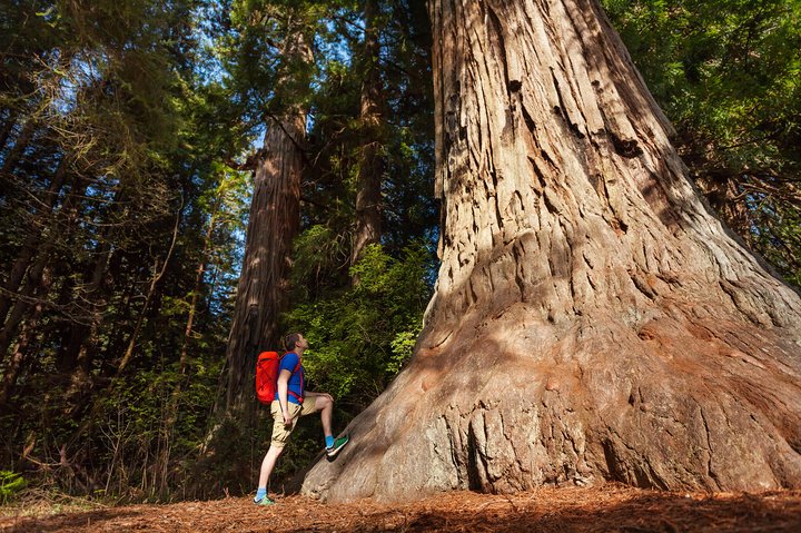 Excursión al Parque Nacional de Yosemite y Secuoyas Gigantes desde San José