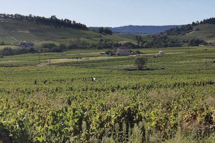Beaujolais vin tur fra Lyon en halv dag
