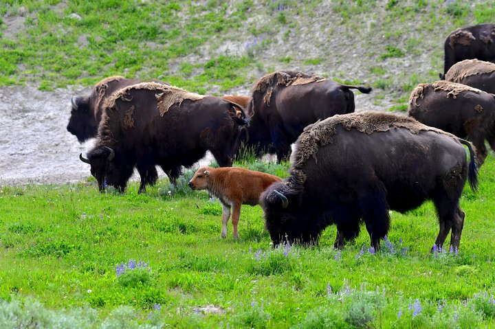 Osservazione privata dei lupi di Yellowstone e safari naturalistico + pranzo