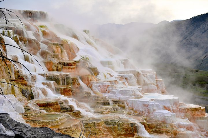 Osservazione privata dei lupi di Yellowstone e safari naturalistico + pranzo
